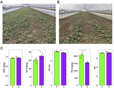 Comparative analysis of crop rotation systems: the impact of ginger (Zingiber officinale) and sponge gourd (Luffa aegyptiaca) residues on growth of Chinese cabbage (Brassica rapa var. chinensis)